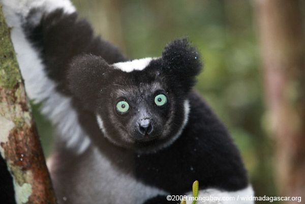 15 điều cực thú vị ít người biết về các loài vượn cáo Madagascar - Hình 7 15 dieu cuc thu vi it nguoi biet ve cac loai vuon cao Madagascar-Hinh-7