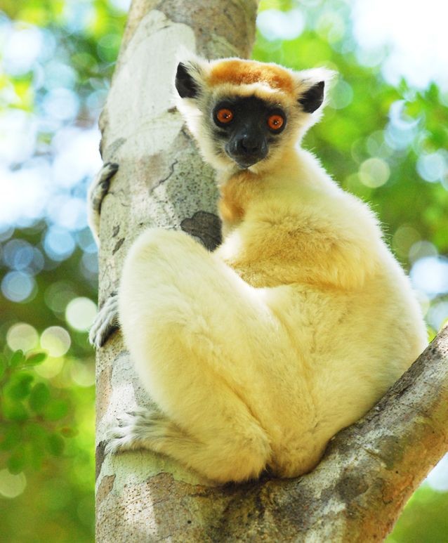15 điều cực thú vị ít người biết về các loài vượn cáo Madagascar - Hình 9 15 dieu cuc thu vi it nguoi biet ve cac loai vuon cao Madagascar-Hinh-9