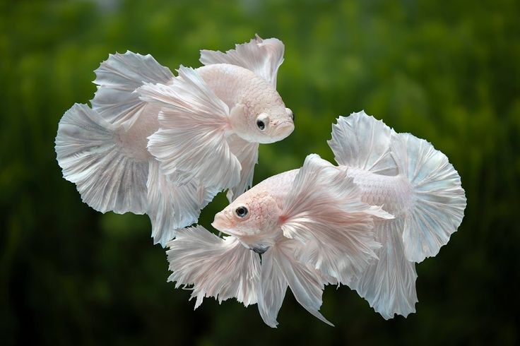 Ngỡ ngàng 15 sự thật về cá chọi không phải ai cũng biết - Hình 15 Ngo ngang 15 su that ve ca choi khong phai ai cung biet-Hinh-15