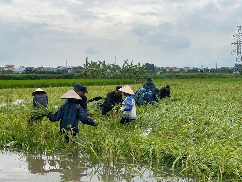 View - 	Cảnh sát cơ động và bộ đội giúp dân gặt lúa chạy lũ