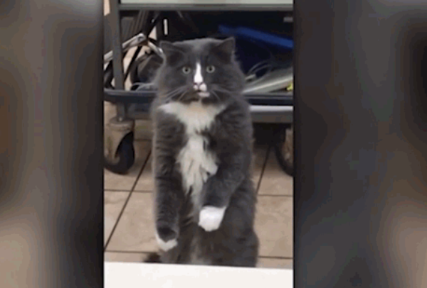 Video: Mèo phản ứng khó đỡ khi lần đầu nhìn thấy họ hàng của "bé Na"