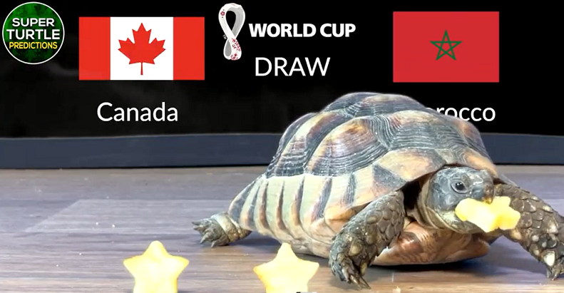 World Cup 2022 Predictions by Super Turtle