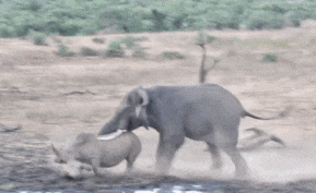 Video: Tê giác mẹ chiến đấu với voi 'điên' để bảo vệ con