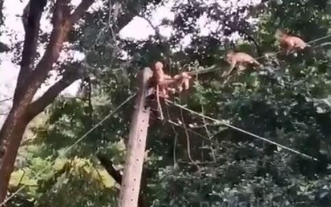 Video: Cố cứu đồng loại kẹt trên cột điện, đàn khỉ bị giật chết thảm