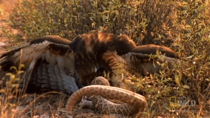 Video: Mải săn mồi, rắn đuôi chuông bị diều hâu xé thịt ăn sống