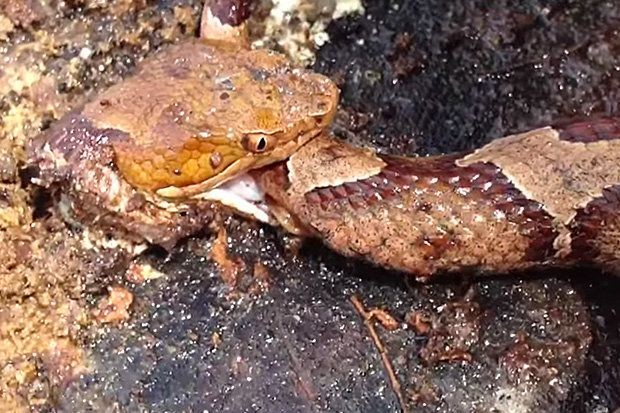 Video: Bị chặt đầu, rắn kịch độc quay sang "ăn thịt" chính mình