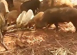 Video: Đàn lợn rừng lao vào xé xác trăn "khủng" để trả thù cho lợn con