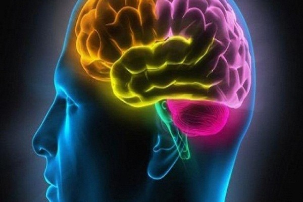 Vì sao não bộ của con người khó thông minh hơn nữa?