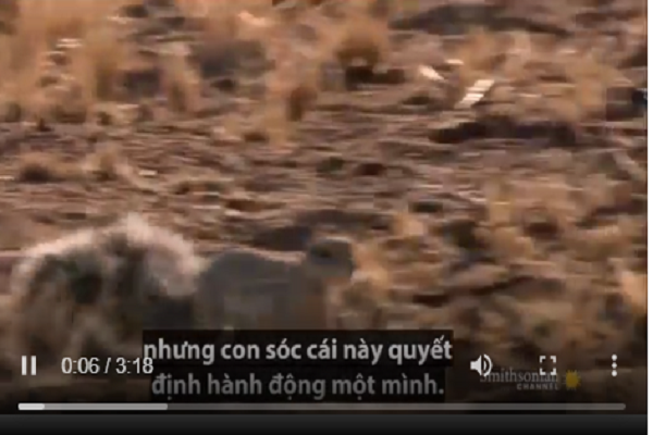 Video: Cầy mangut giúp sóc đối phó rắn hổ mang chúa