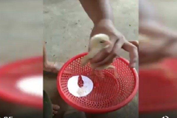 Video: Cận cảnh chú gà 4 chân hiếm gặp ở Thái Nguyên