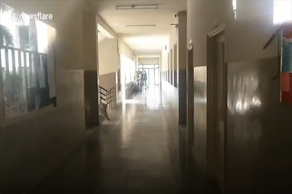 Video: Báo đốm xông vào trường học tấn công nhân viên an ninh