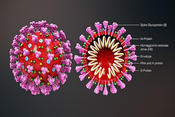 Australia chụp hình 3D virus SARS-COV-2 hỗ trợ chế tạo vắcxin