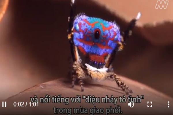 Video: Phát hiện 7 loài nhện chim công mới