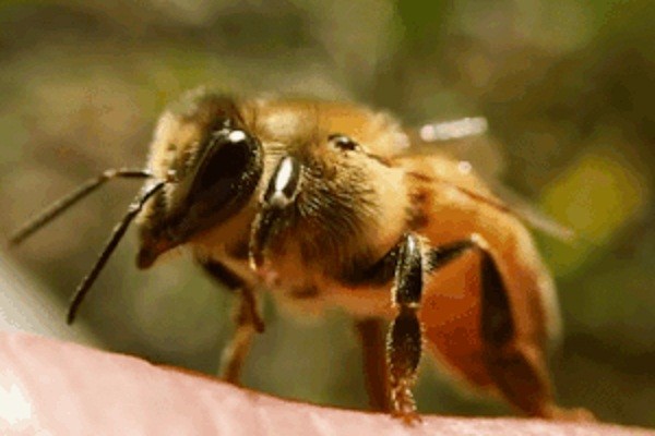 Phát hiện con ong nửa đực, nửa cái