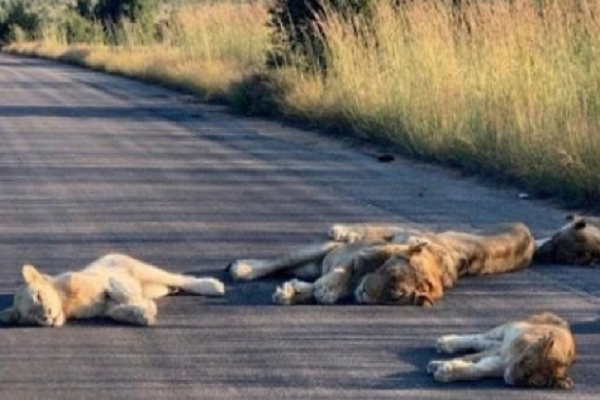 Vườn quốc gia bị phong tỏa, sư tử tràn ra đường nhựa ngủ say sưa