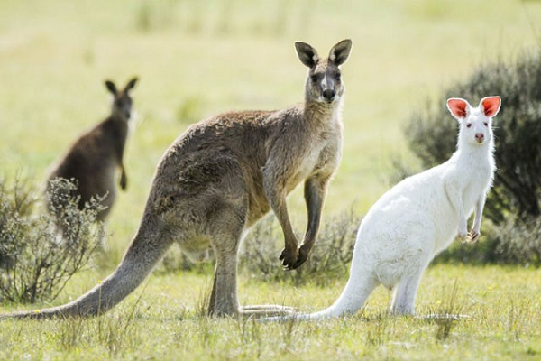 Những sự thật bất ngờ về loài động vật biểu tượng của Australia