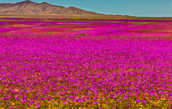 Sa mạc bỗng rực rỡ cánh đồng hoa cẩm quỳ, sau hàng thế kỉ không m