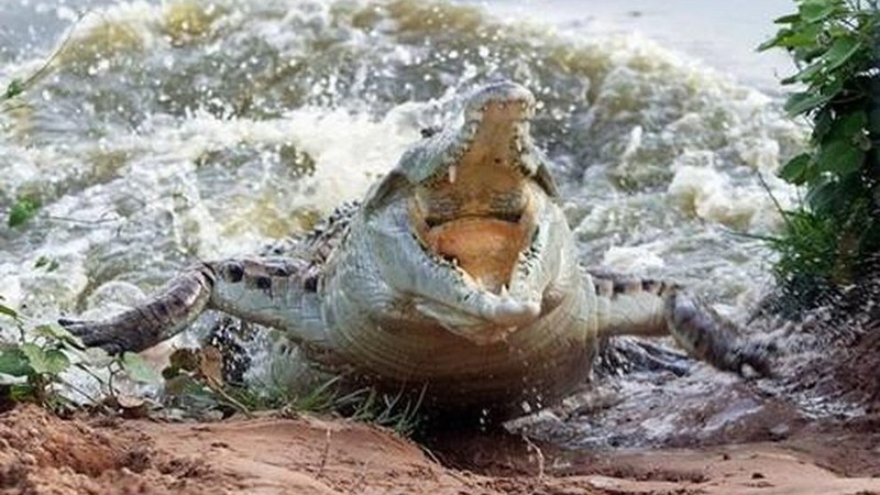 Kinh hoàng du khách bị cá sấu cắn thẳng vào đầu khi đang lặn
