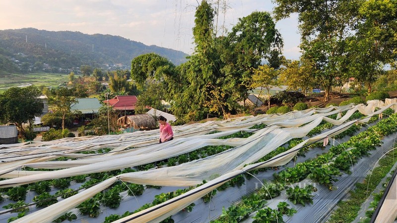 View - 	Trồng loại quả ngon một thanh niên Lai Châu lãi 300 triệu mỗi vụ