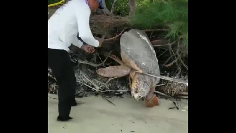 View - 	Video Giải cứu rùa khổng lồ bị mắc kẹt