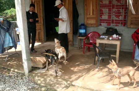 3 con chó Phú Quốc tại nhà anh Rin