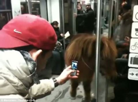 Một hành khách còn nghiêng mình chụp lại chú ngựa bằng chiếc di động của mình.