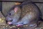 Biện pháp phòng chống bệnh suy thận do chuột cắn