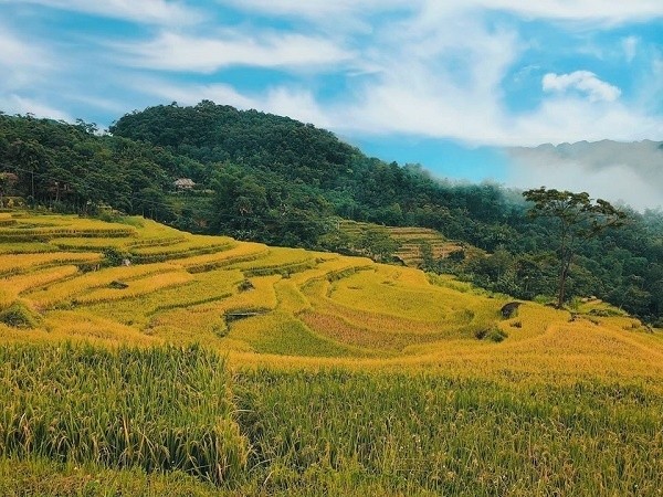 “Sapa cua Thanh Hoa” hop hon khach du lich bang sac vang cua lua chin-Hinh-3