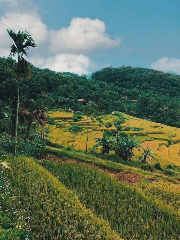 “Sapa cua Thanh Hoa” hop hon khach du lich bang sac vang cua lua chin-Hinh-4