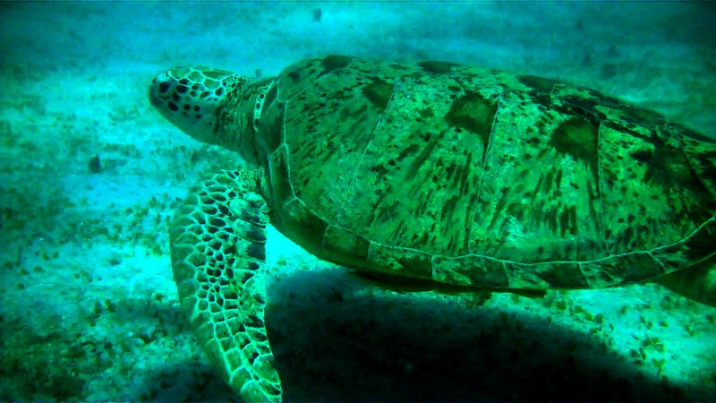 Kham pha Perhentian: Thien duong bien dao o Malaysia-Hinh-6