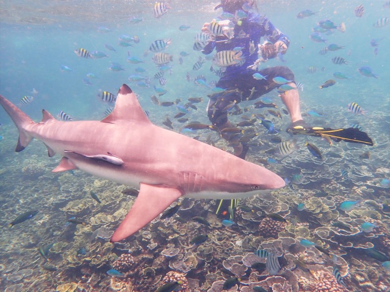 Kham pha Perhentian: Thien duong bien dao o Malaysia-Hinh-8