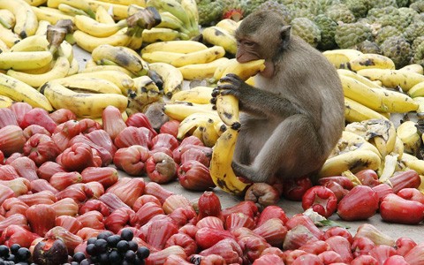 Bạn cần một nơi để dự trữ thức ăn? Khỉ có thể là lựa chọn cho bạn! Hình ảnh này sẽ khiến bạn ngưỡng mộ khả năng kiên nhẫn và thông minh của loài vật này.