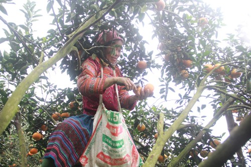 Tan muc vang da o Ha Giang