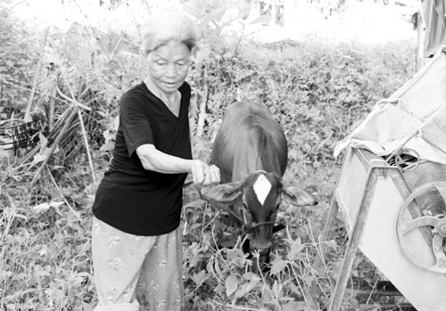 Chuyen con bo di lac vao nha quan va liem si