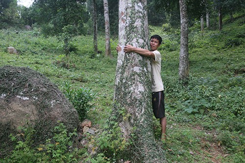 Chuyen la ve cay tram “de ra tien” o Lang Son-Hinh-2