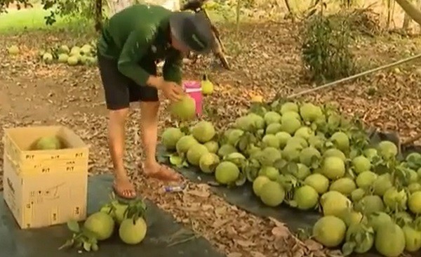 Ba Ria - Vung Tau: Nong dan phan khoi thu hoach buoi Tet