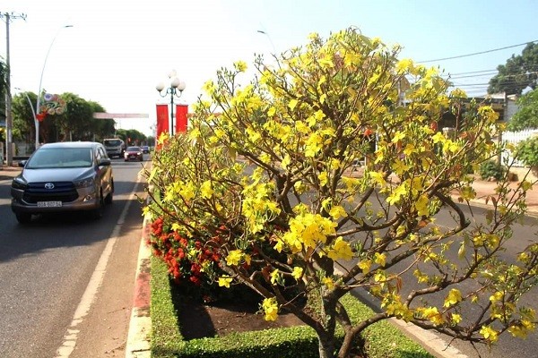 Ngam duong hoa mai “doc nhat vo nhi” o Ba Ria - Vung Tau-Hinh-3