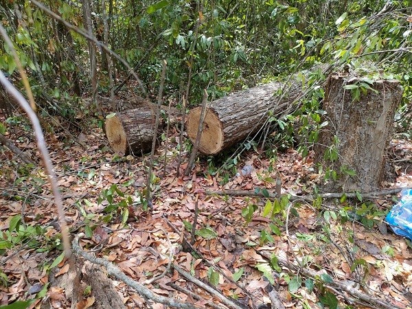 Ba Ria - Vung Tau: Phat hien vu khai thac go sen trai phep-Hinh-2