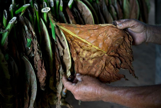 Tan muc trang trai san xuat xi ga noi tieng o Cuba-Hinh-8