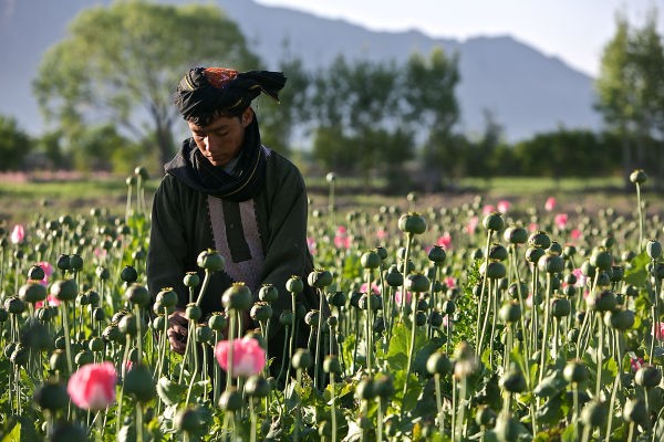 Khoc liet cuoc chien chong ma tuy tai Afghanistan-Hinh-12