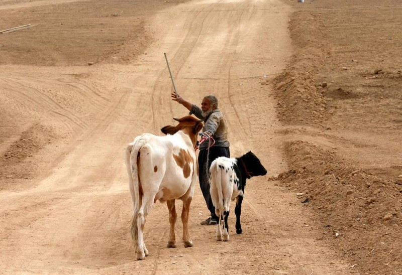 Canh thuong dan Iraq mang theo gia suc thao chay khoi Mosul-Hinh-4