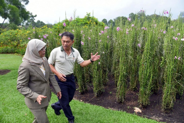 Anh: Nu Tong thong dau tien cua Singapore tuyen the nham chuc-Hinh-10