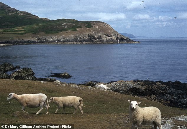 Ngac nhien cuoc song tren dao bi an o xu Wales-Hinh-7