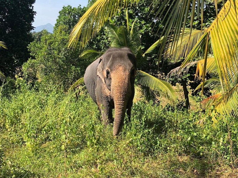 Bat mi thu vi ve dat nuoc “thien duong du lich” Sri Lanka-Hinh-4