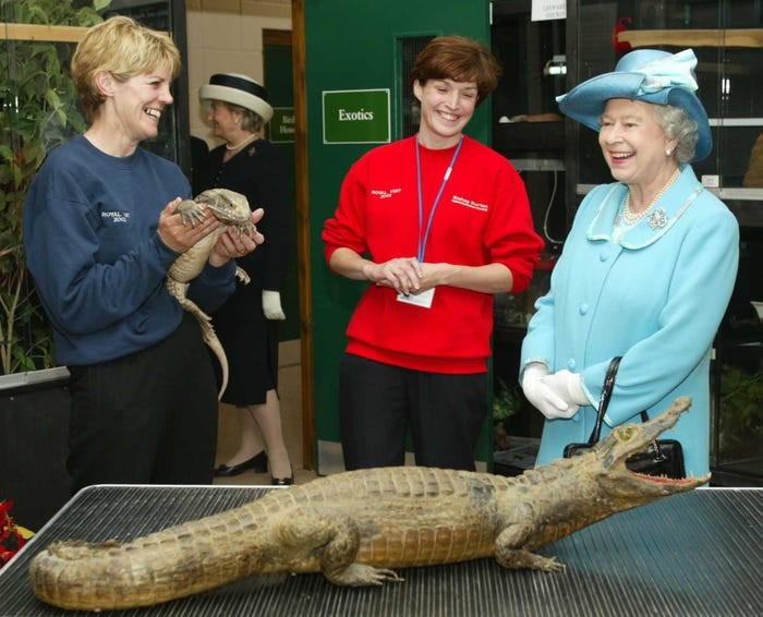 Nu hoang Anh Elizabeth II va tinh yeu doi voi dong vat-Hinh-9