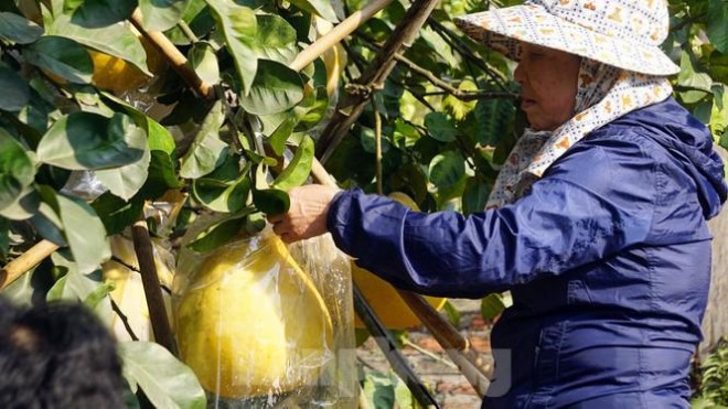 Buoi khong lo o Hai Phong chay hang ngay gan Tet-Hinh-4