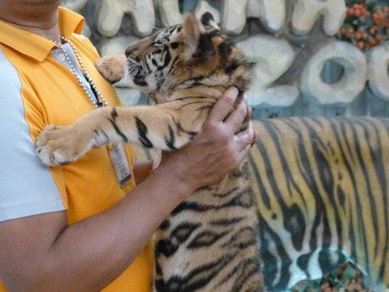 Doc dao trai ho Sriracha Tiger Zoo - lon nhat chau A-Hinh-11