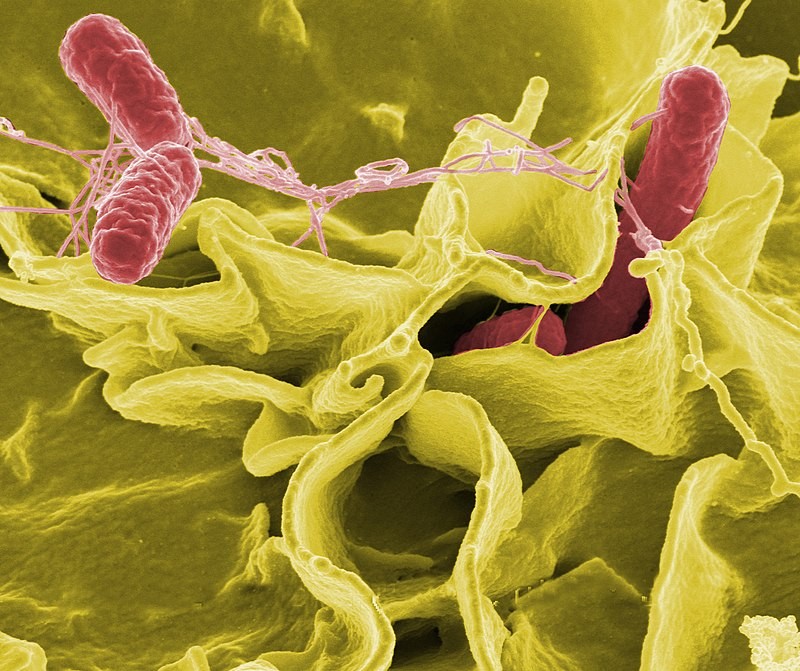 Trieu chung nhiem khuan Salmonella de nham lan