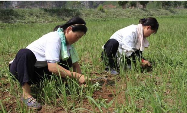 Can canh nguoi nong dan Trieu Tien lam cong viec dong ang-Hinh-8