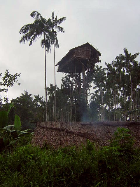 Choang vang bo toc song tren cay tach biet hoan toan voi the gioi-Hinh-3